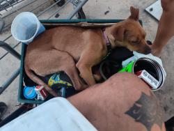 Lost Female Dog last seen San Pedro and Basse Rd , San Antonio, TX 78212