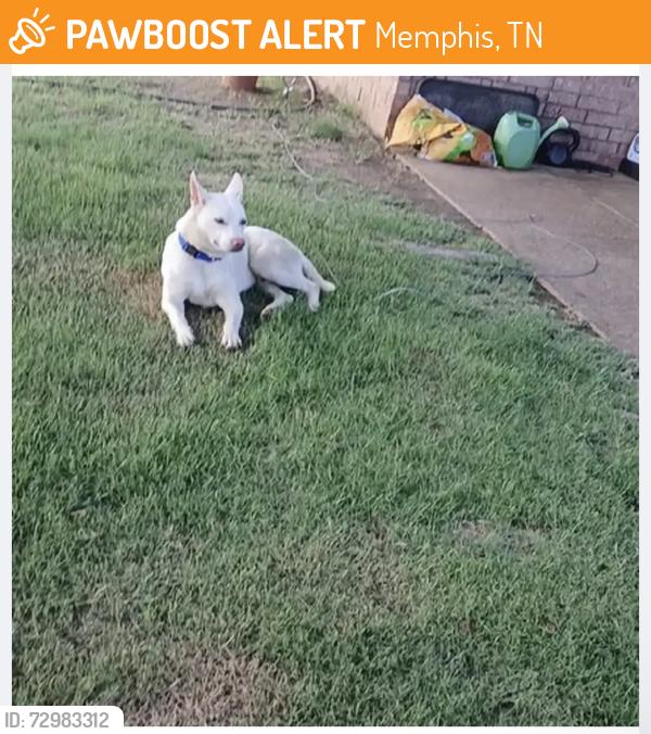 Found/Stray Male Dog last seen Bishop Hills Dr., Memphis, TN 38128