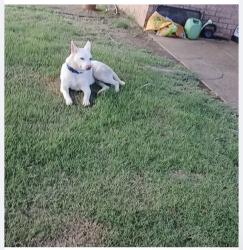 Found/Stray Male Dog last seen Bishop Hills Dr., Memphis, TN 38128