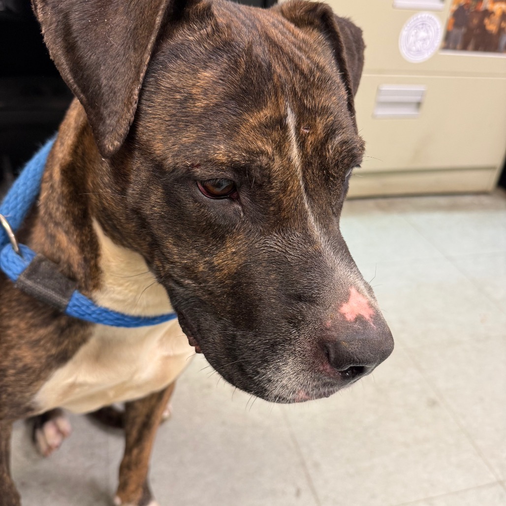 Shelter Stray Female Dog last seen , Philadelphia, PA 19140