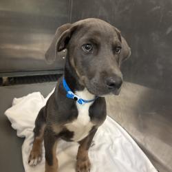 Shelter Stray Male Dog last seen , 2350 Appling City Cove, Memphis, TN 38133, USA