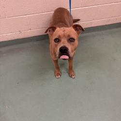 Shelter Stray Male Dog last seen , 2350 Appling City Cove, Memphis, TN 38133, USA