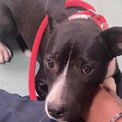 Shelter Stray Female Dog last seen , 2350 Appling City Cove, Memphis, TN 38133, USA