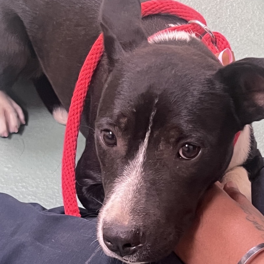 Shelter Stray Female Dog last seen , 2350 Appling City Cove, Memphis, TN 38133, USA