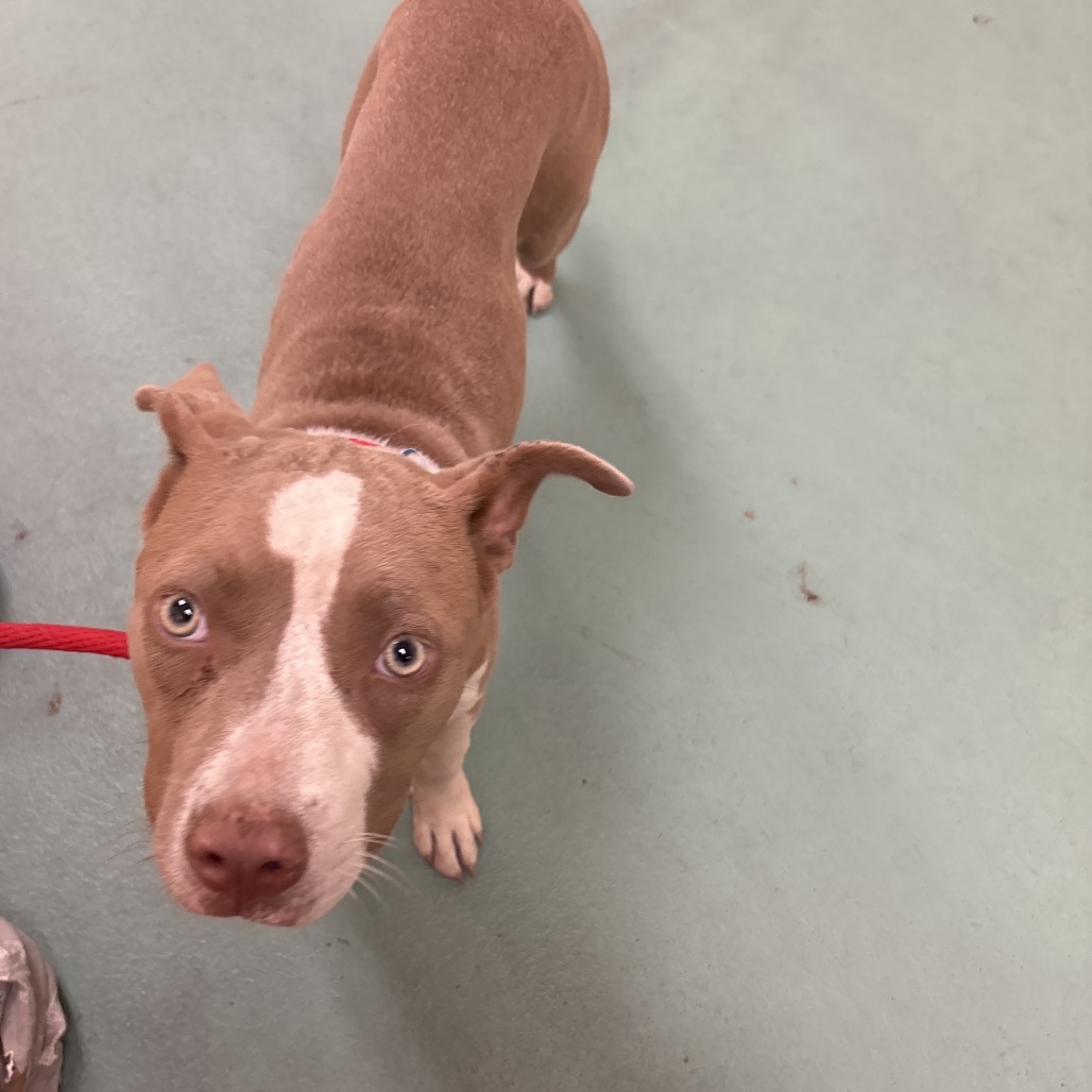 Shelter Stray Female Dog last seen , 2350 Appling City Cove, Memphis, TN 38133, USA