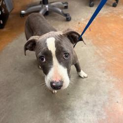 Shelter Stray Female Dog last seen , 2350 Appling City Cove, Memphis, TN 38133, USA