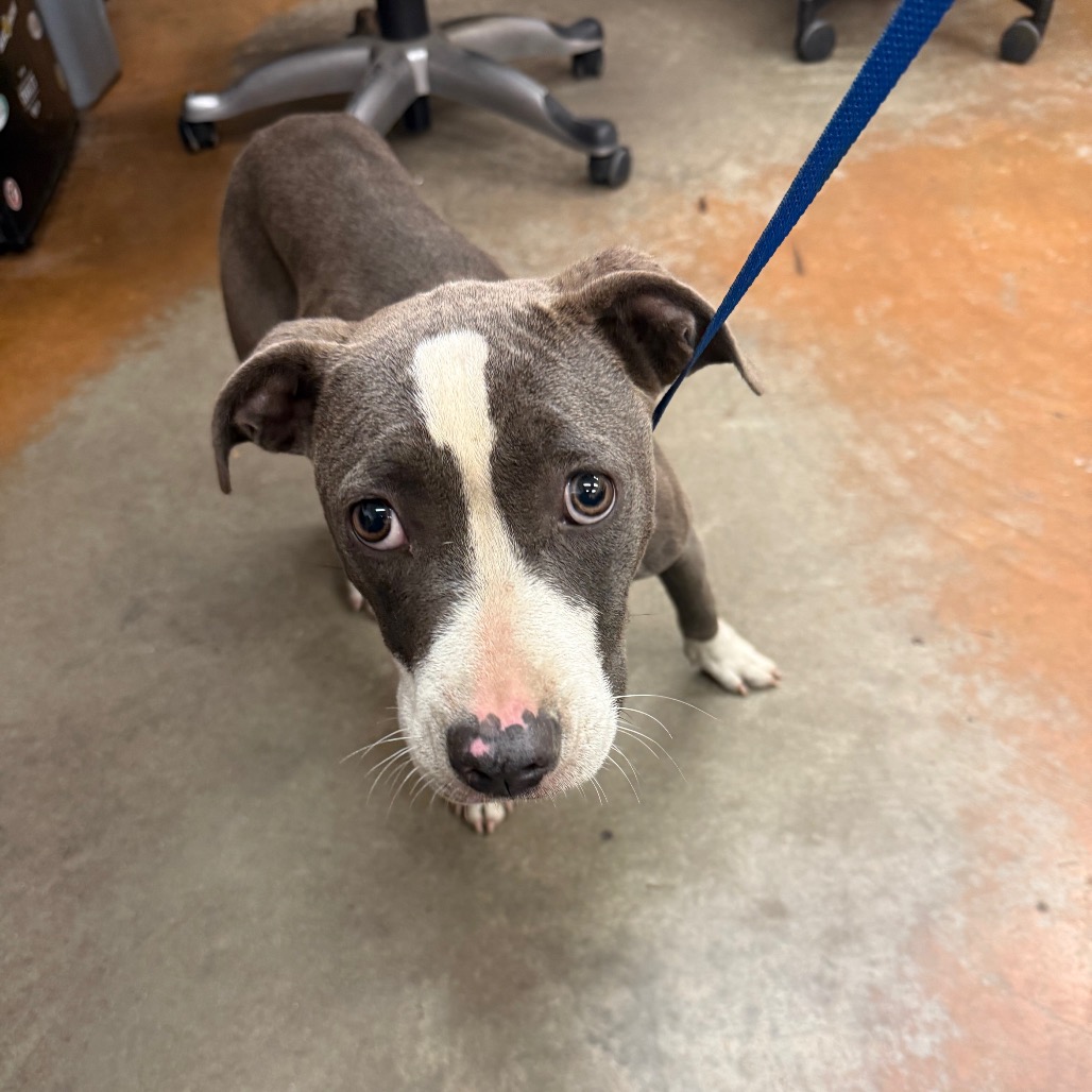 Shelter Stray Female Dog last seen , 2350 Appling City Cove, Memphis, TN 38133, USA