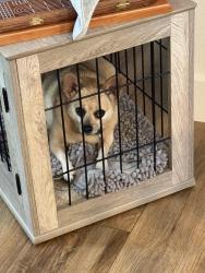 Reunited Female Dog last seen Patterson and Oak Oark , Pleasant Hill, CA 94523