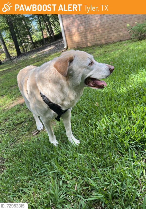 Found/Stray Male Dog last seen Highland park circle, Tyler, TX 75701