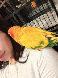 Lost Male Bird last seen Near School St, Hammonton, NJ 08037 And E central ave, Hammonton, NJ 08037