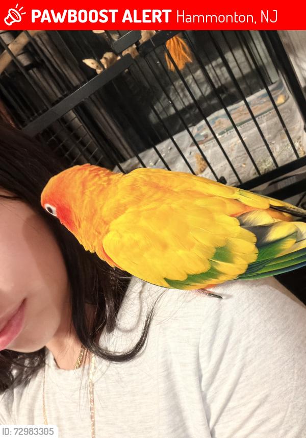 Lost Male Bird last seen Near School St, Hammonton, NJ 08037 And E central ave, Hammonton, NJ 08037