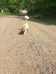 Lost Male Cat last seen Echo and 379th , North Branch, MN 55056