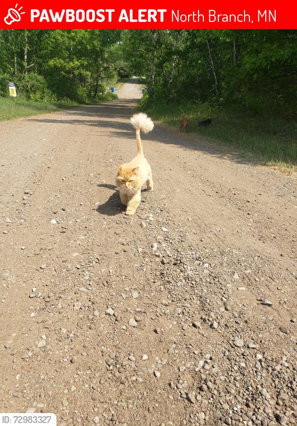 Lost Male Cat last seen Echo and 379th , North Branch, MN 55056