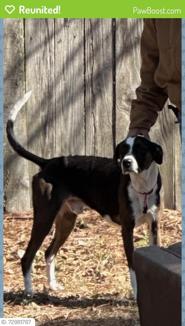 Reunited Male Dog last seen Plymouth ave s and Jefferson ave , Rochester, NY 14608