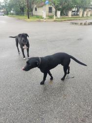 Found/Stray Unknown Dog last seen Perma Ln, San Antonio, TX 78224