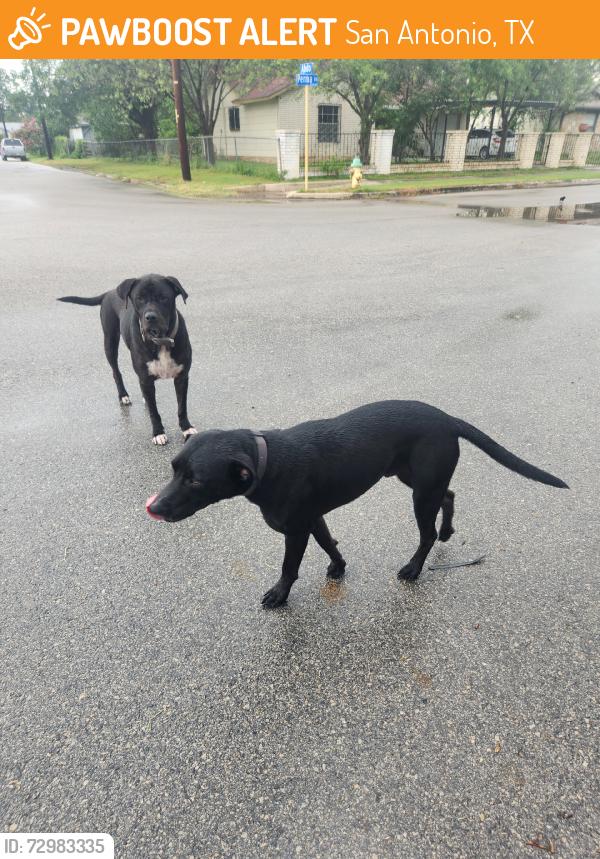 Found/Stray Unknown Dog last seen Perma Ln, San Antonio, TX 78224
