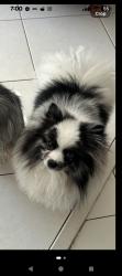 Reunited Unknown Dog last seen Harbor Village, Pompano Beach, FL 33062, USA, Pompano Beach, FL 33062