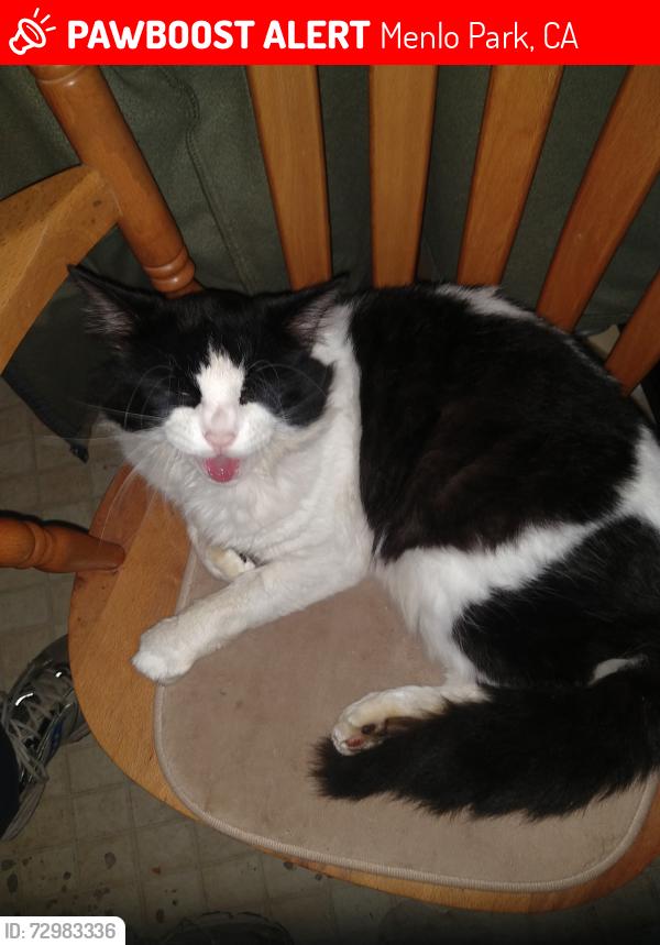 Lost Male Cat last seen Valparaiso and alameda de la pulgas, Menlo Park, CA 94025
