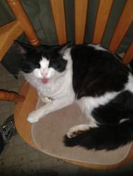 Lost Male Cat last seen Valparaiso and alameda de la pulgas, Menlo Park, CA 94025