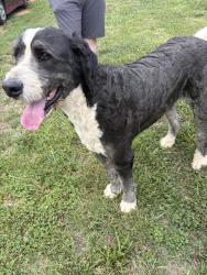 Reunited Male Dog last seen Off of Ridgeview Drive , Gray, TN 37615