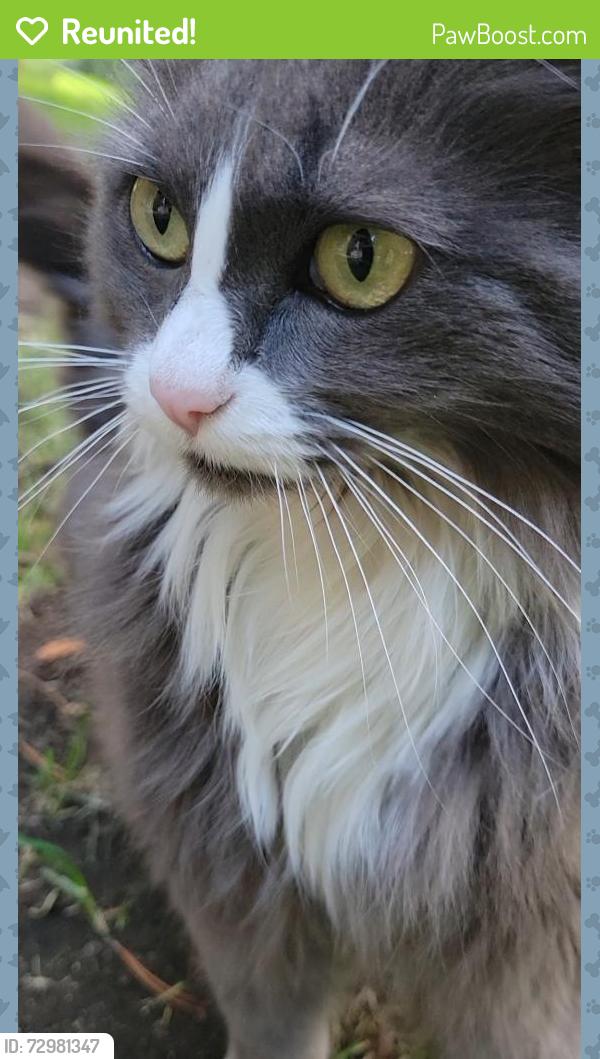 Reunited Unknown Cat last seen Near NE Mesa Ct, Bend, OR 97701, USA, Bend, OR 97701
