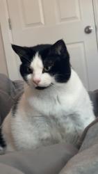 Lost Female Cat last seen Ne 5th pl, ne 4th pl, ne 5th st, Bellevue, WA 98008