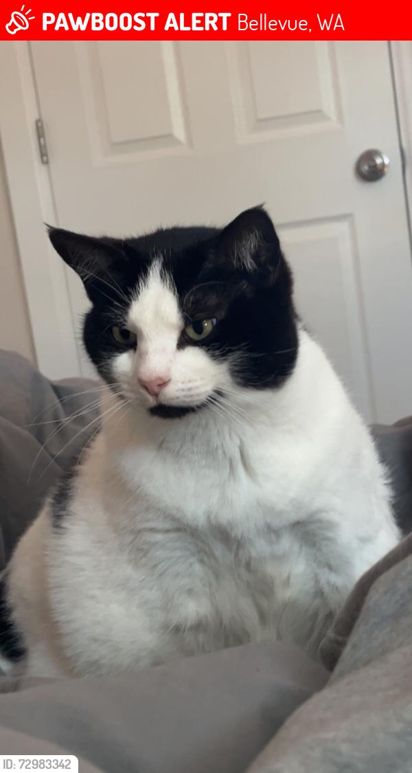 Lost Female Cat last seen Ne 5th pl, ne 4th pl, ne 5th st, Bellevue, WA 98008