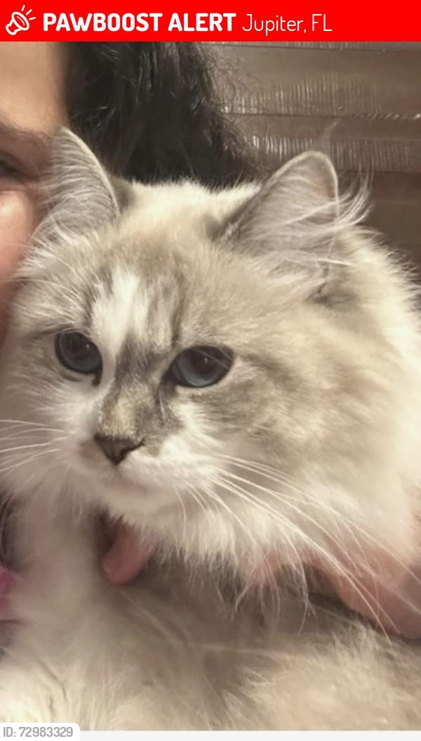 Lost Female Cat last seen In the Bluffs, just off US-1, Jupiter, FL 33477