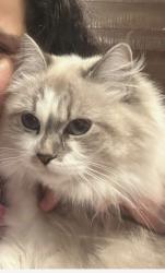 Lost Female Cat last seen In the Bluffs, just off US-1, Jupiter, FL 33477