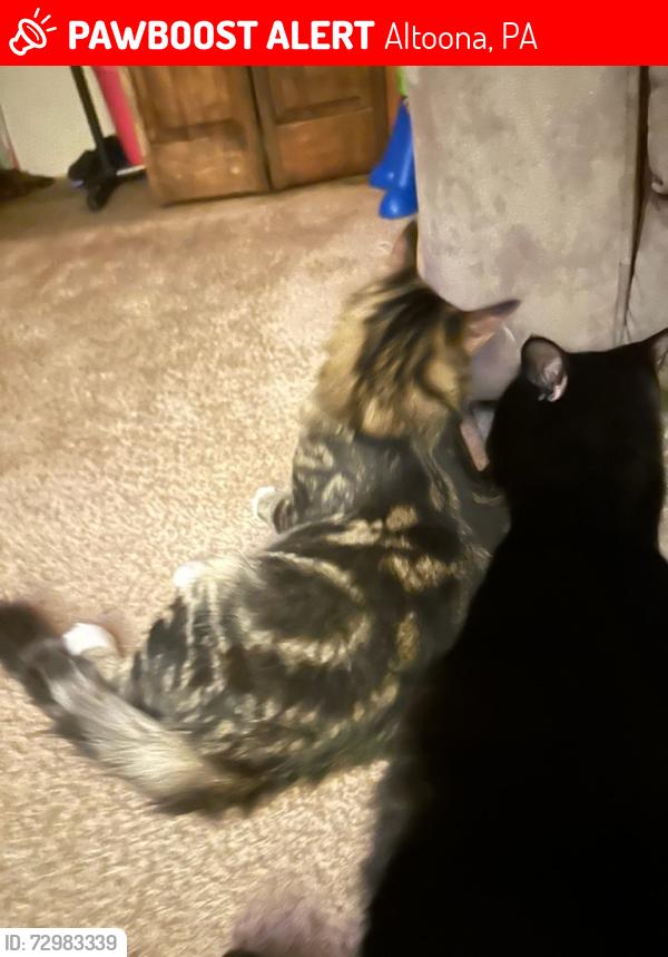 Lost Male Cat last seen NORTH 15TH  STREET AND NORTH 6TH AVE, Altoona, PA 16601