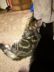 Lost Male Cat last seen NORTH 15TH  STREET AND NORTH 6TH AVE, Altoona, PA 16601