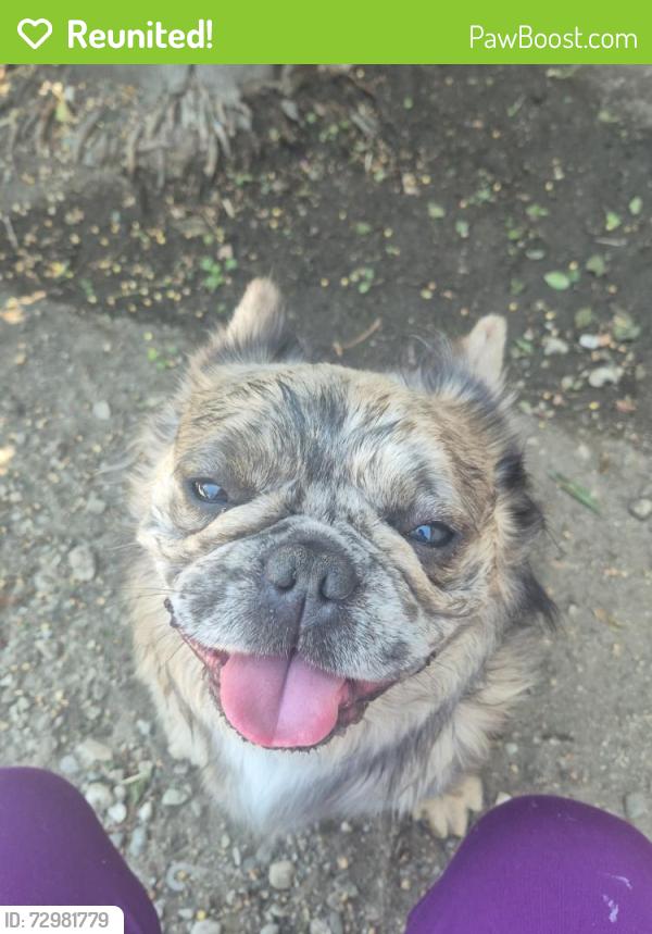 Reunited Unknown Dog last seen Near W Persimmon Ave, Rialto, CA 92377, USA, Rialto, CA 92377