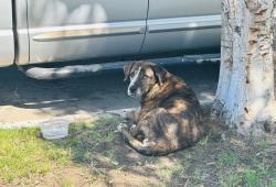 Reunited Female Dog last seen 10th and B St., Colton, Colton, CA 92324