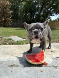 Reunited Female Dog last seen 25th street , Sanford, FL 32771