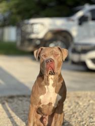 Found/Stray Male Dog last seen Texas Ski Ranch, New Braunfels, TX 78130