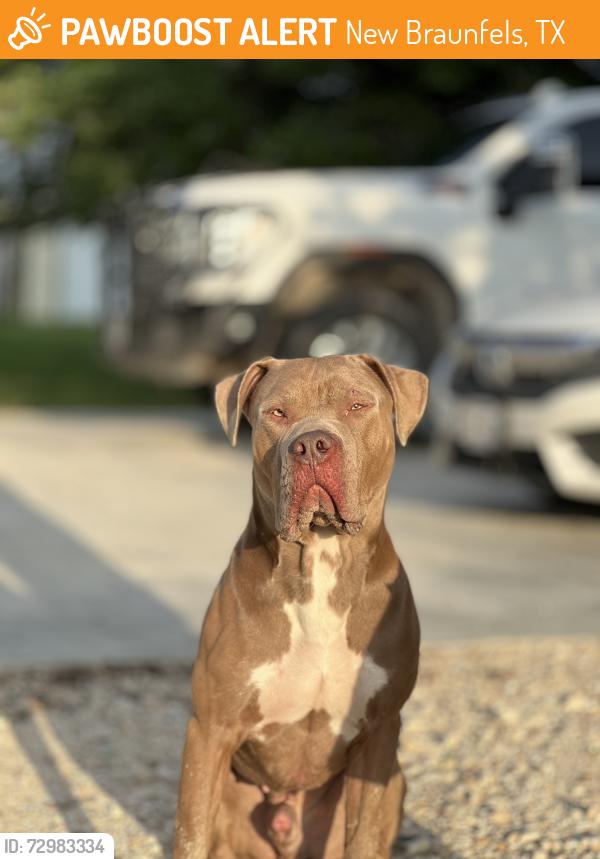 Found/Stray Male Dog last seen Texas Ski Ranch, New Braunfels, TX 78130
