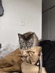 Lost Male Cat last seen Sunset Canyon apmts , San Antonio, TX 78232
