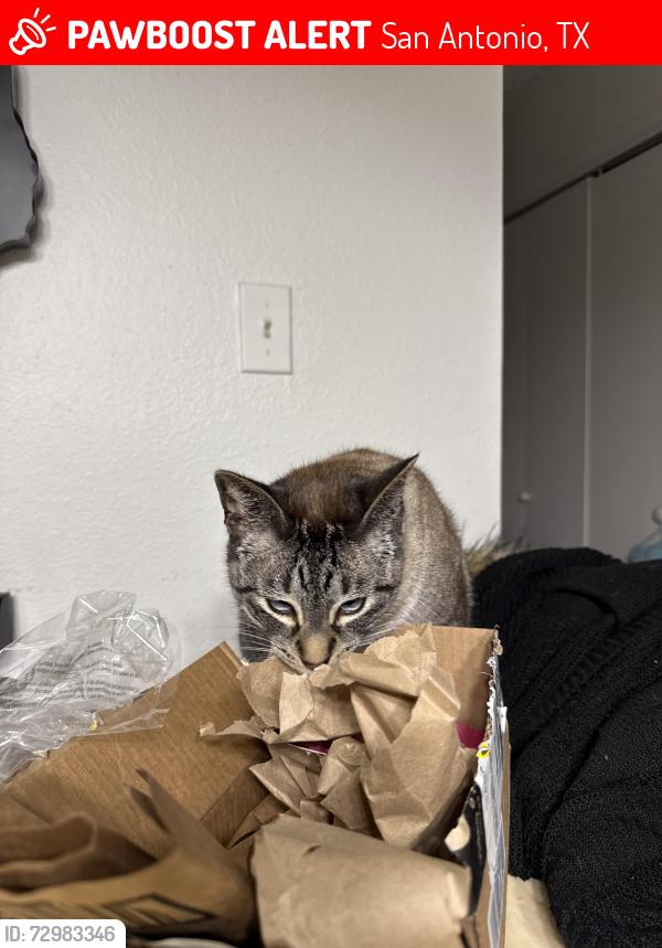 Lost Male Cat last seen Sunset Canyon apmts , San Antonio, TX 78232