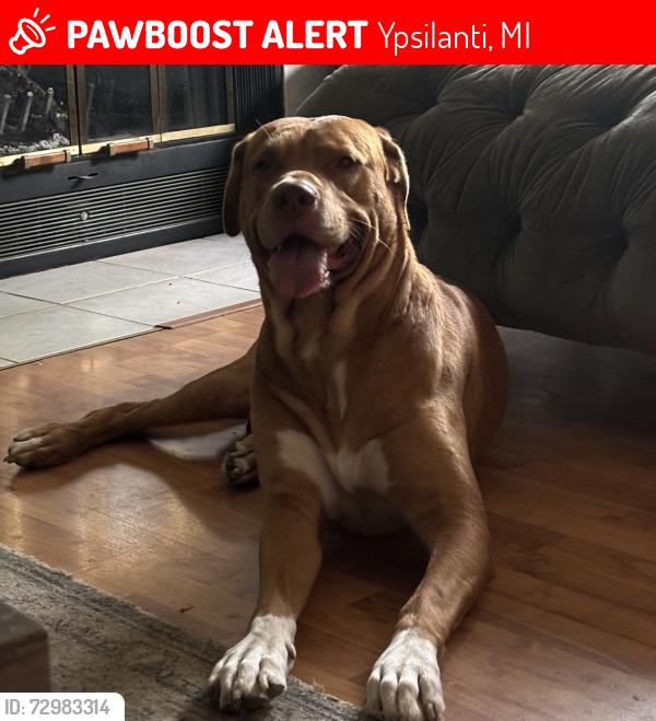 Lost Male Dog last seen kind of near the speedway thrift store cvs on michigan ave, Ypsilanti, MI 48198