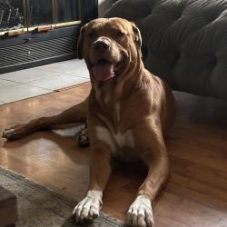 Lost Male Dog last seen kind of near the speedway thrift store cvs on michigan ave, Ypsilanti, MI 48198