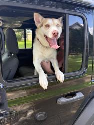 Reunited Female Dog last seen Frankford and Voss area, Dallas, TX 75287
