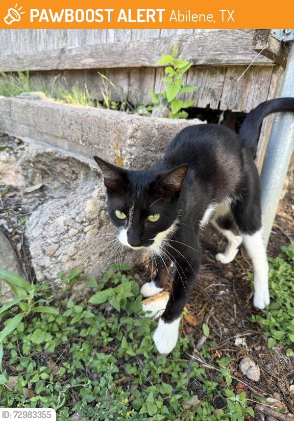 Found/Stray Male Cat last seen Barrett Hall ACU, Abilene, TX 79601