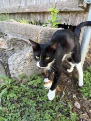 Found/Stray Male Cat last seen Barrett Hall ACU, Abilene, TX 79601