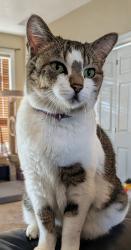 Reunited Female Cat last seen 11150s woodfield rd, South Jordan, UT 84095