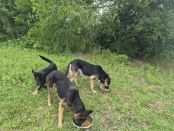 Found/Stray Male Dog last seen New Mexico St and Clinton Park Dr, Houston, TX 77029
