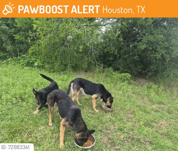 Found/Stray Male Dog last seen New Mexico St and Clinton Park Dr, Houston, TX 77029