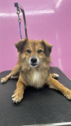 Found/Stray Male Dog last seen Near the s by nw 82st , Miami, FL 33147