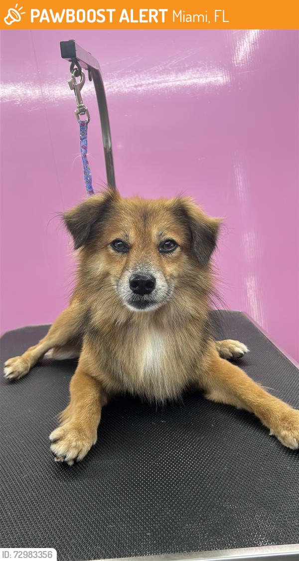 Found/Stray Male Dog last seen Near the s by nw 82st , Miami, FL 33147