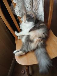Lost Female Cat last seen Near & deer run lane , Hernando, FL 34442