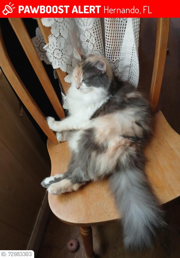 Lost Female Cat last seen Near & deer run lane , Hernando, FL 34442